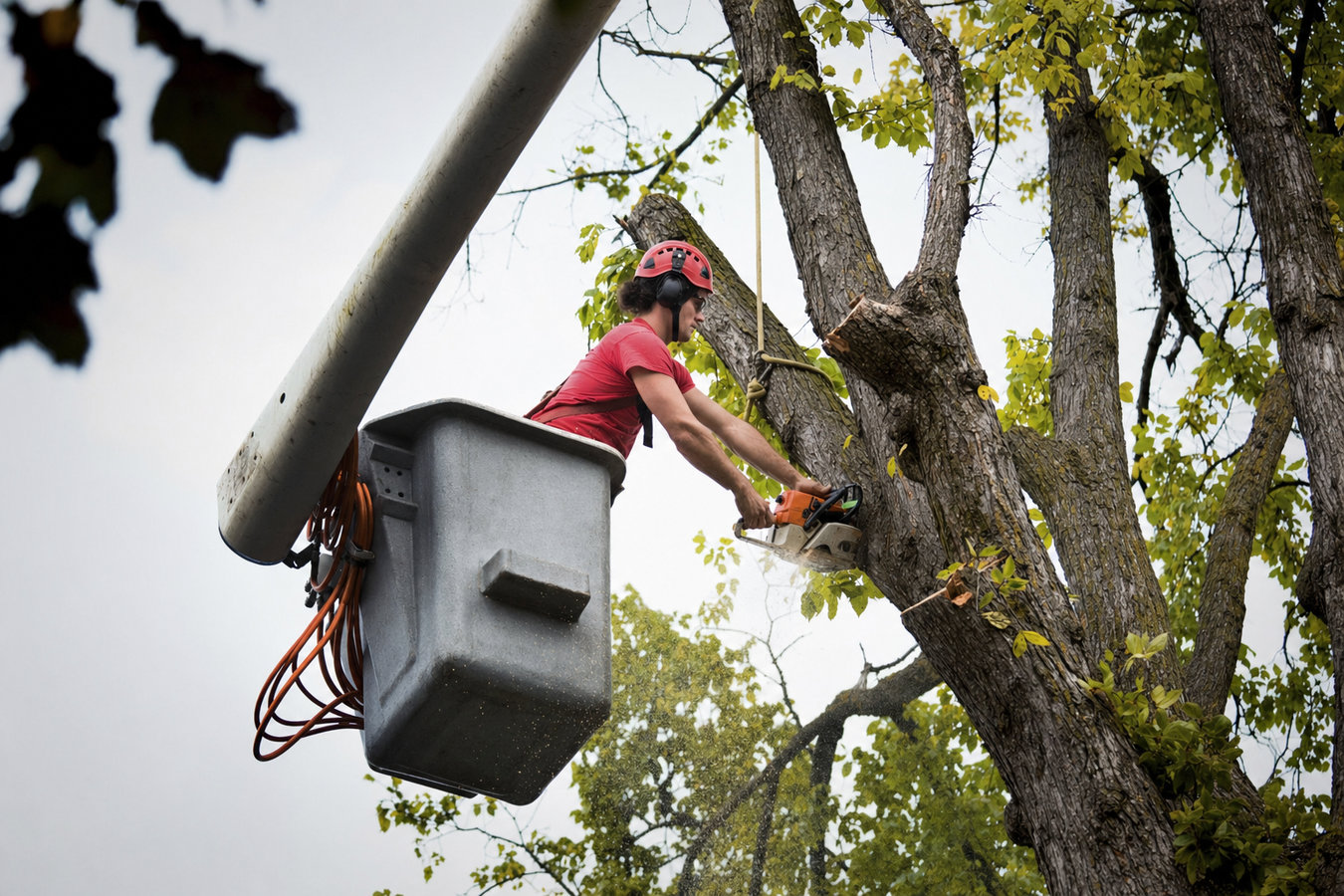 Commercial tree service in Beaumont, CA