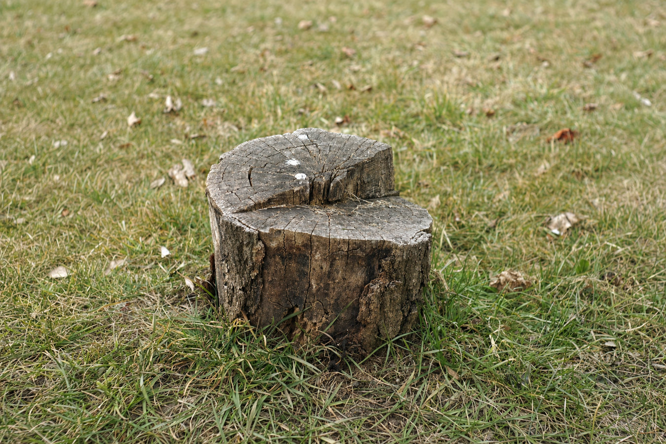 Stump removal in Beaumont, CA