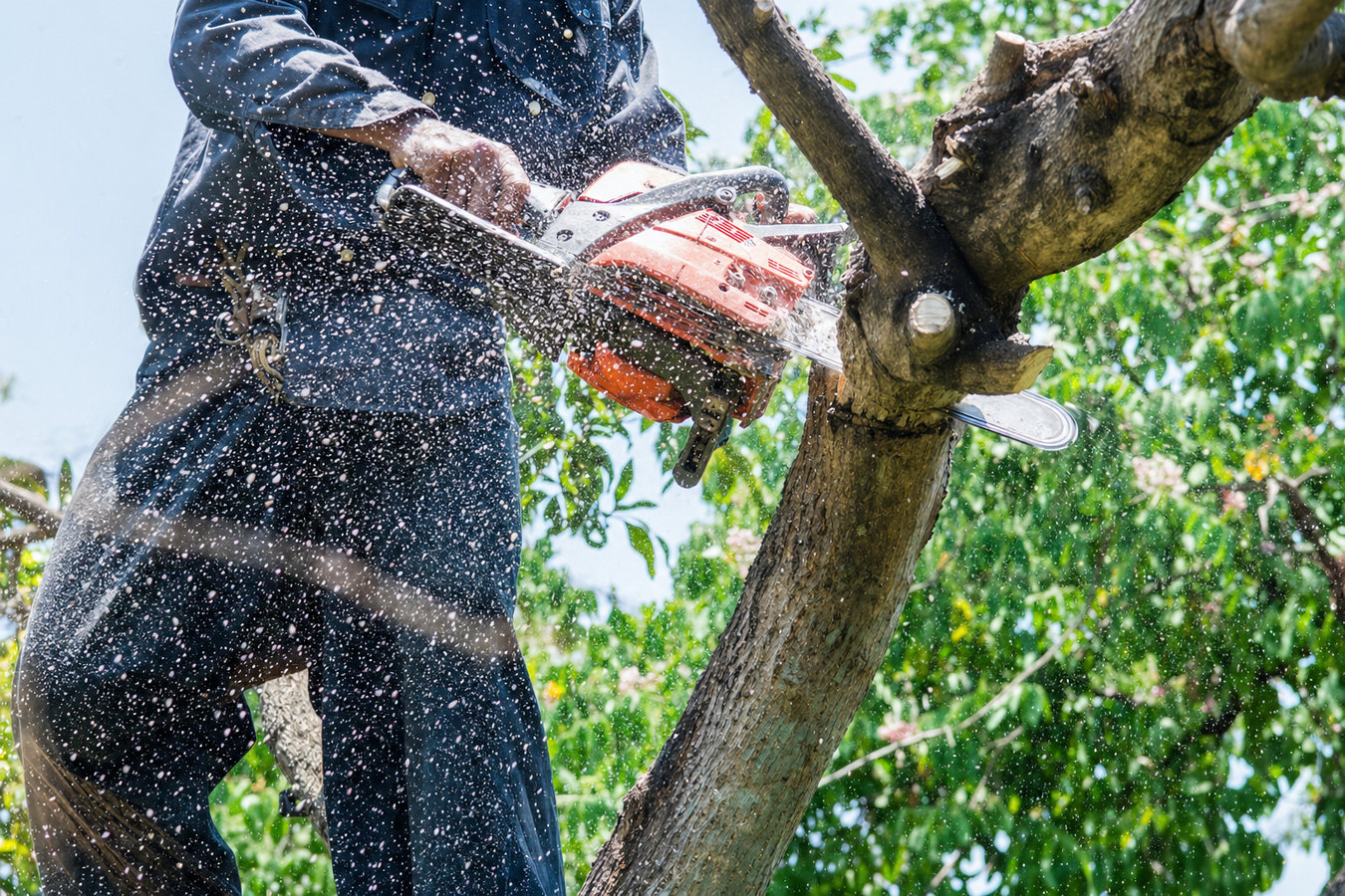 Tree removal in Beaumont, CA