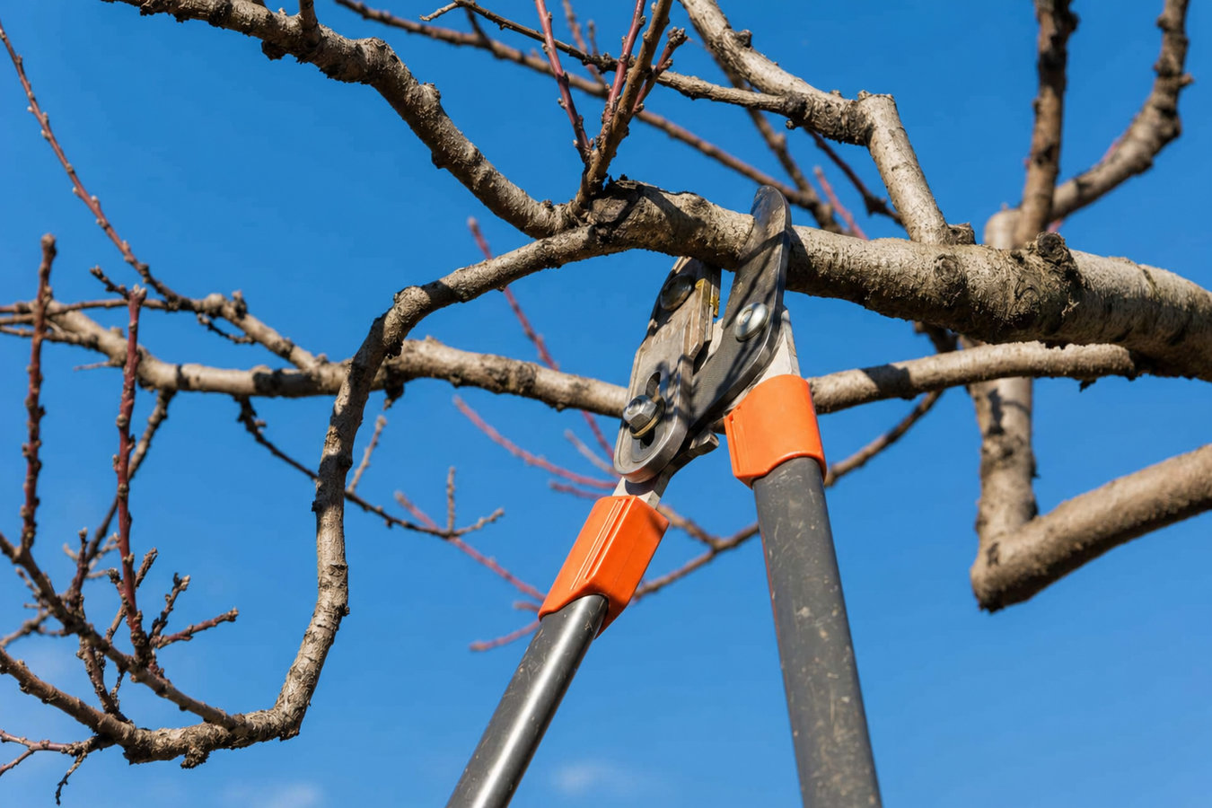Tree trimming in Beaumont, CA